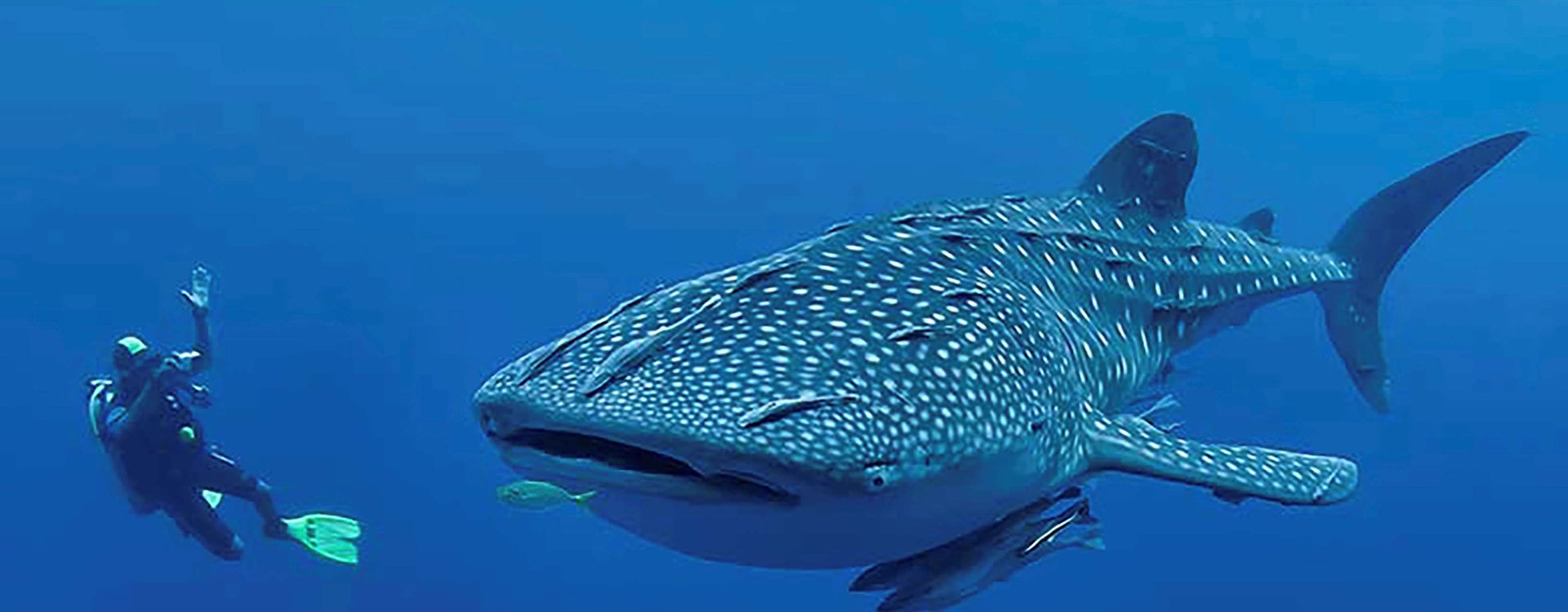 Whale Sharks in Djibouti